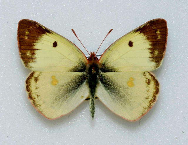 Colias hyale male (Pale Clouded Yellow, aberration) (Internet Image property of respective owner, non-commercial use only)